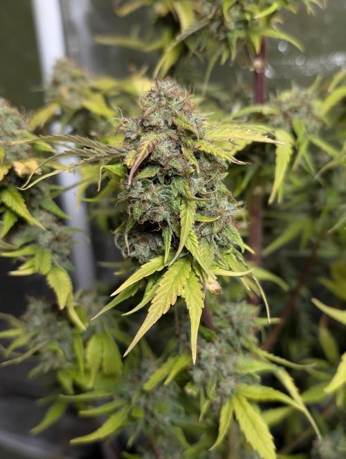 Purple Dream Auto x4. Week 11