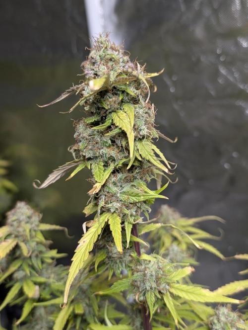 Purple Dream Auto x4. Week 11