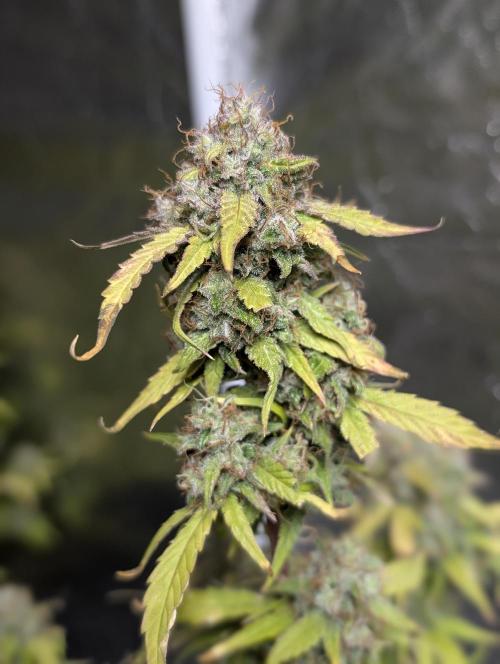 Purple Dream Auto x4. Week 11