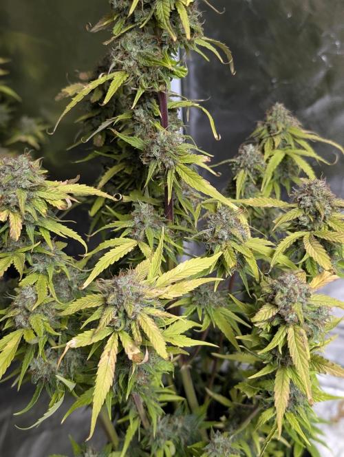Purple Dream Auto x4. Week 11