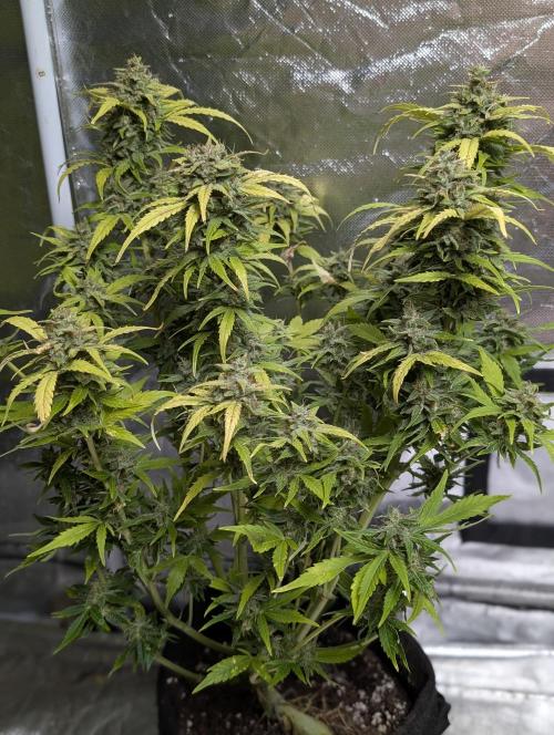 Purple Dream Auto x4. Week 11 - N4