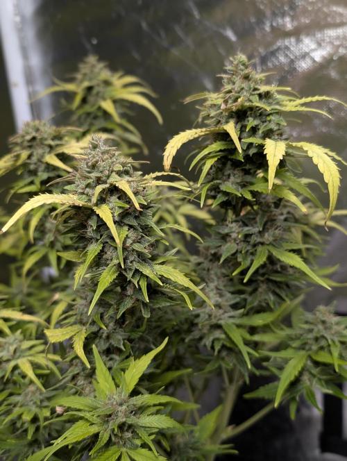 Purple Dream Auto x4. Week 11