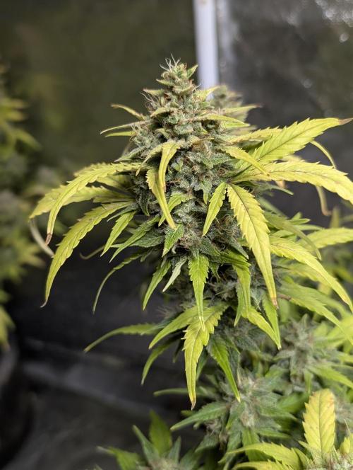 Purple Dream Auto x4. Week 11
