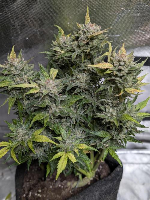 Purple Dream Auto x3. Week 11 - N1