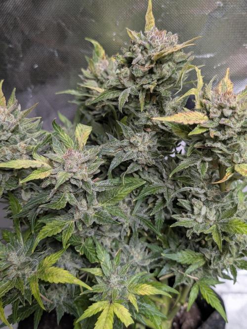 Purple Dream Auto x3. Week 11