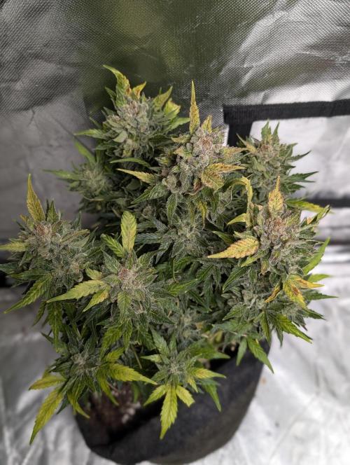 Purple Dream Auto x3. Week 11