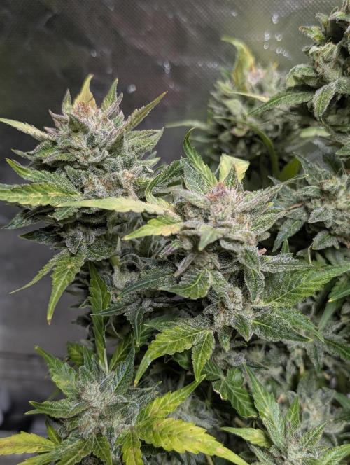 Purple Dream Auto x3. Week 11