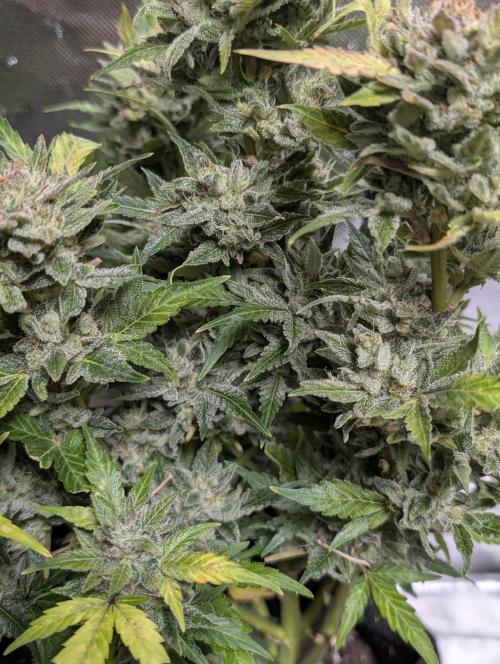 Purple Dream Auto x3. Week 11