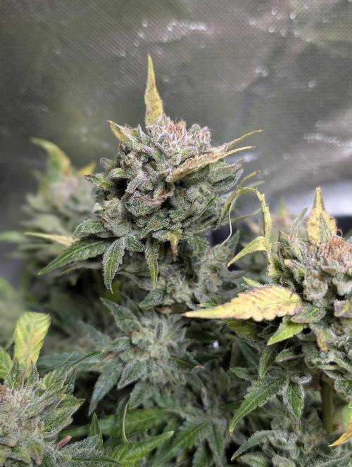 Purple Dream Auto x3. Week 11