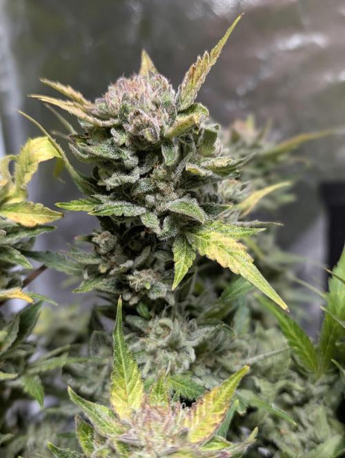 Purple Dream Auto x3. Week 11