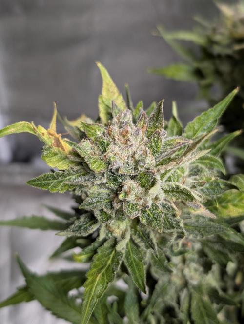 Purple Dream Auto x3. Week 11