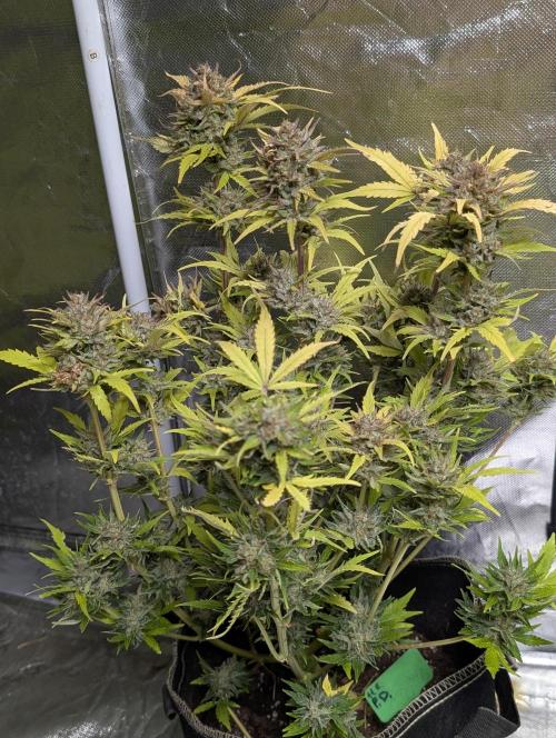 Purple Dream Auto x3. Week 11 - N2