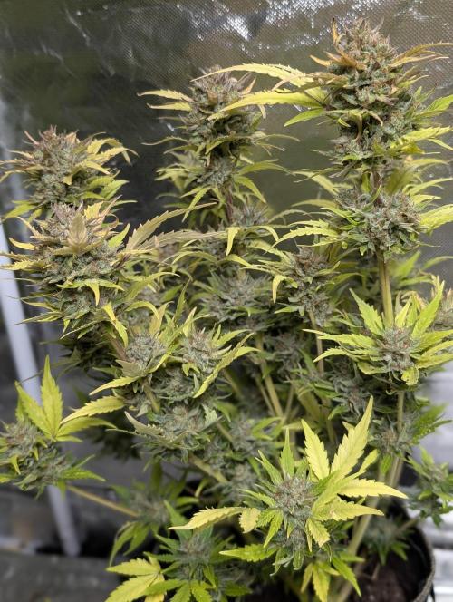 Purple Dream Auto x3. Week 11