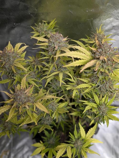 Purple Dream Auto x3. Week 11