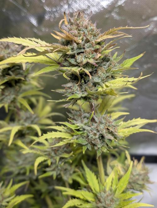 Purple Dream Auto x3. Week 11