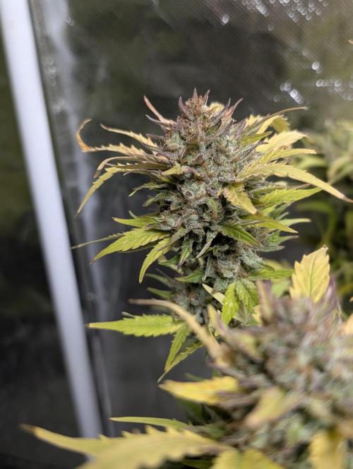 Purple Dream Auto x3. Week 11