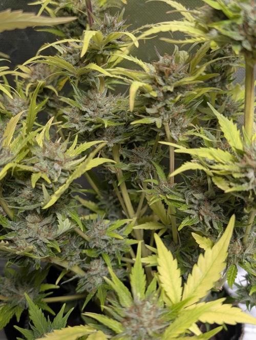 Purple Dream Auto x3. Week 11