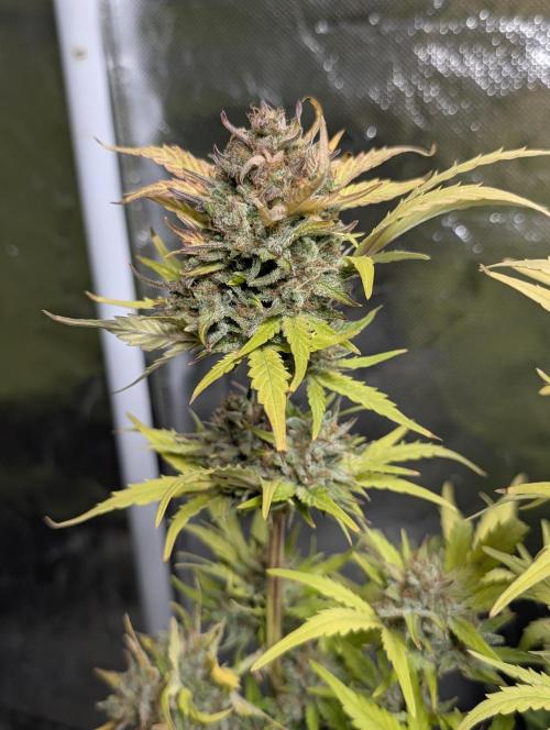 Purple Dream Auto x3. Week 11