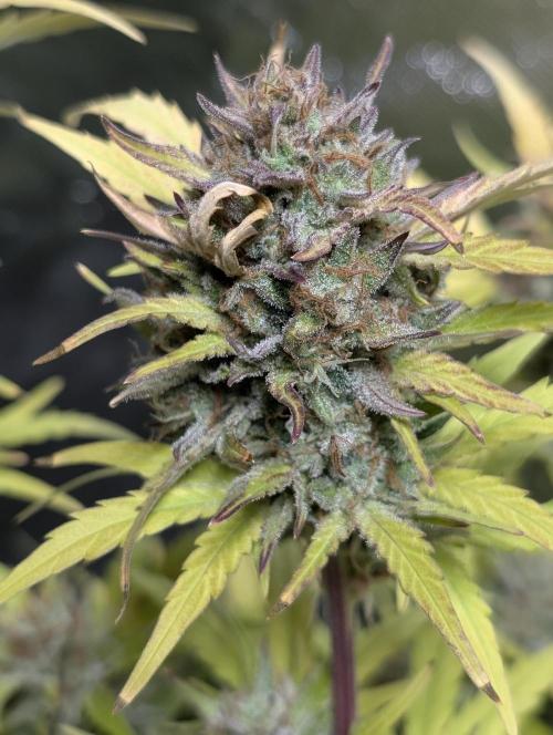 Purple Dream Auto x3. Week 11