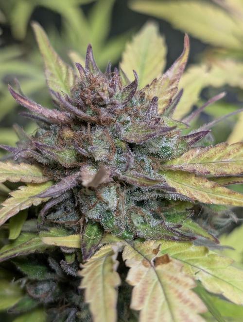 Purple Dream Auto x3. Week 11