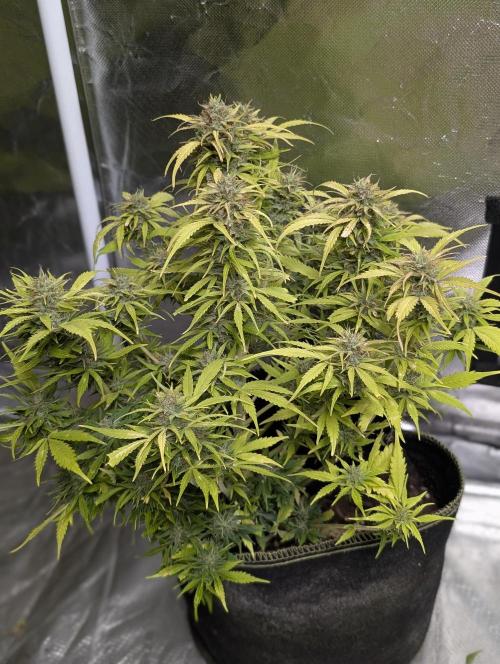 Purple Dream Auto x3. Week 11 - N3