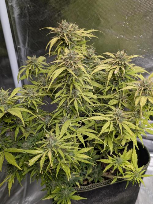 Purple Dream Auto x3. Week 11