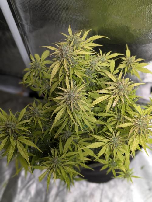 Purple Dream Auto x3. Week 11
