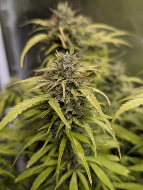Purple Dream Auto x3. Week 11
