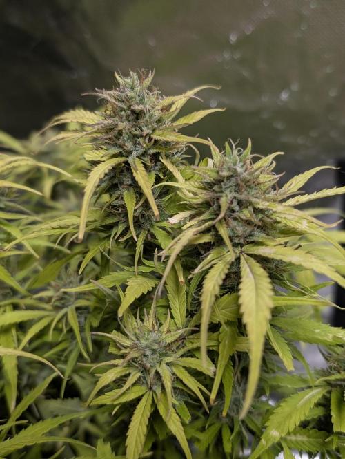 Purple Dream Auto x3. Week 11