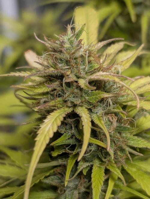 Purple Dream Auto x3. Week 11