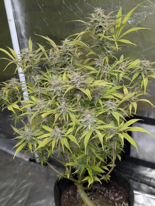 Melon Mosh Auto x4. Week 11 - N1
