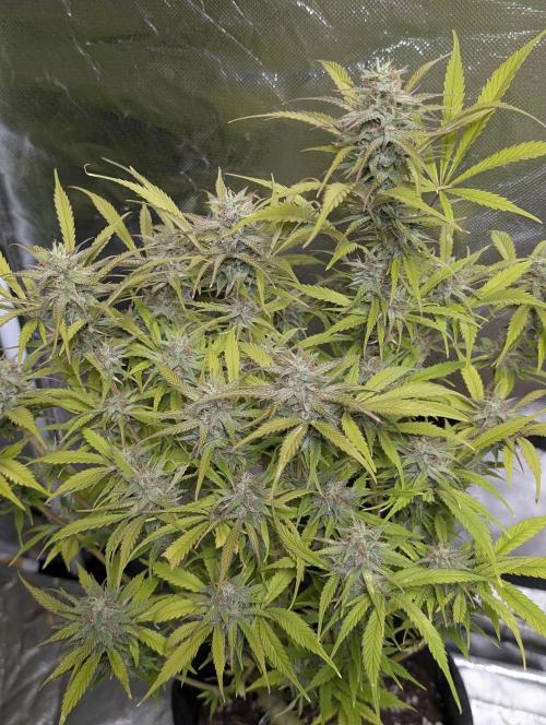 Melon Mosh Auto x4. Week 11