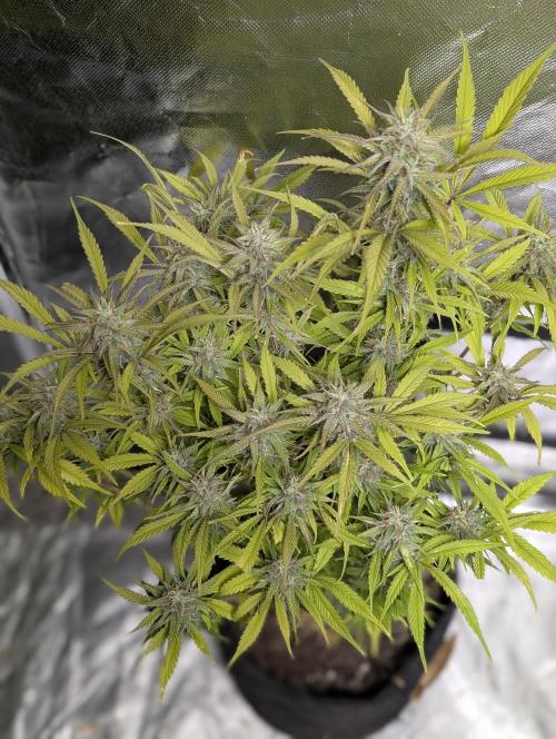 Melon Mosh Auto x4. Week 11