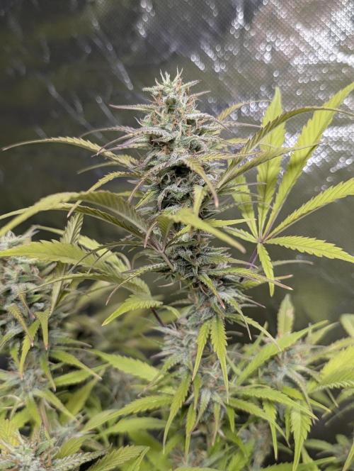 Melon Mosh Auto x4. Week 11