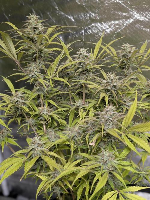 Melon Mosh Auto x4. Week 11