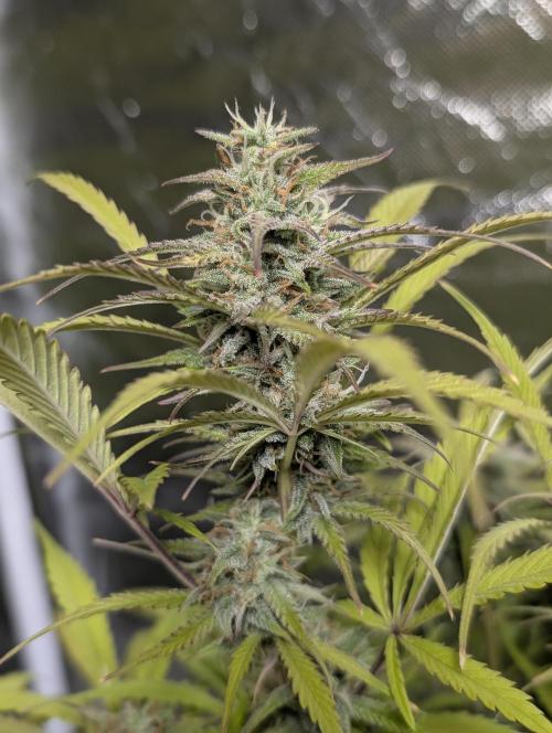 Melon Mosh Auto x4. Week 11