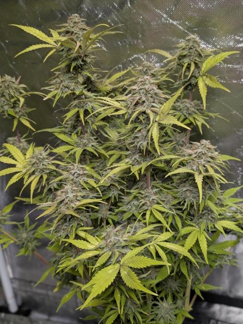 Melon Mosh Auto x4. Week 11
