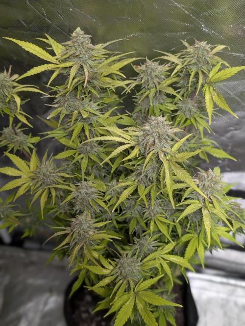 Melon Mosh Auto x4. Week 11