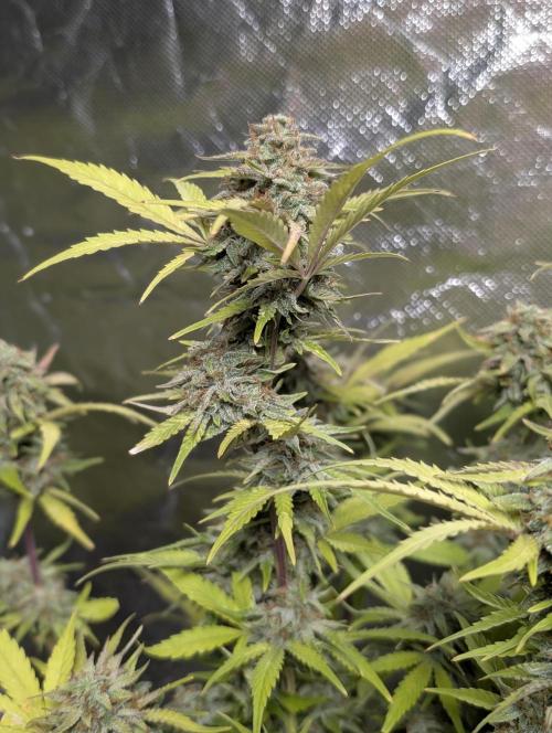 Melon Mosh Auto x4. Week 11