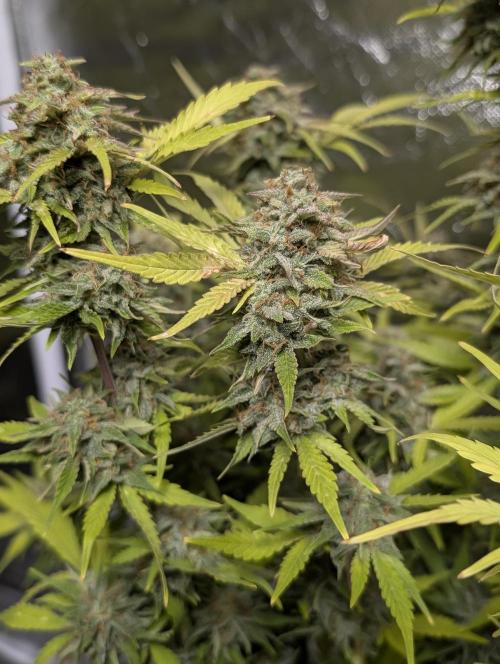 Melon Mosh Auto x4. Week 11