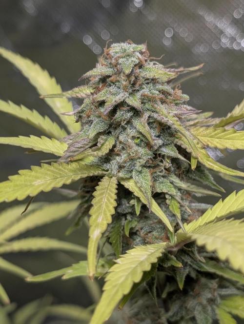 Melon Mosh Auto x4. Week 11