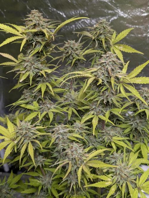 Melon Mosh Auto x4. Week 11
