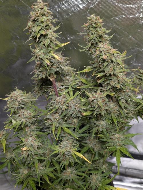 Melon Mosh Auto x4. Week 11