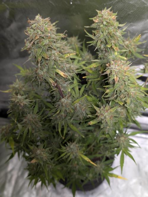 Melon Mosh Auto x4. Week 11