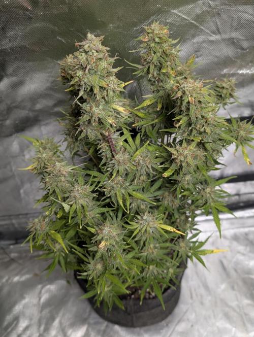 Melon Mosh Auto x4. Week 11