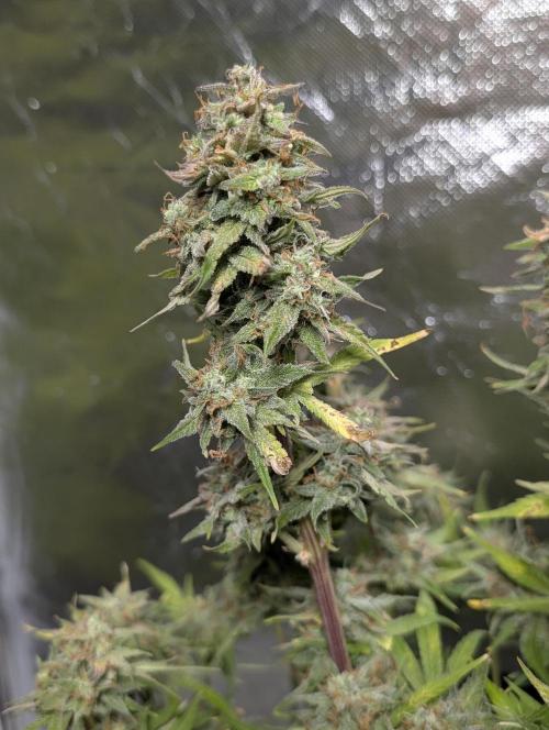 Melon Mosh Auto x4. Week 11