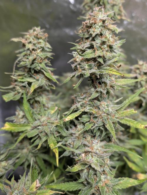 Melon Mosh Auto x4. Week 11