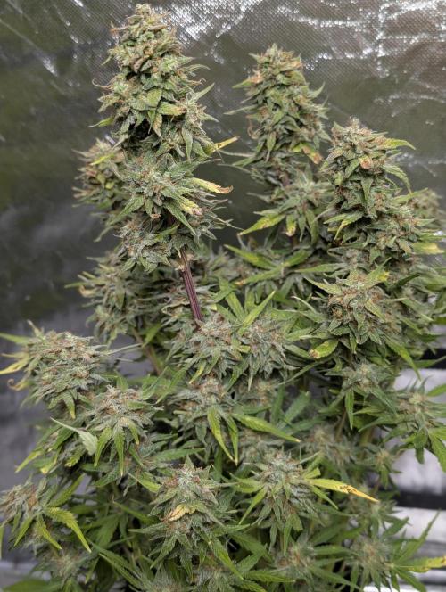 Melon Mosh Auto x4. Week 11