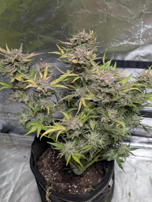 Melon Mosh Auto x4. Week 11 - N1