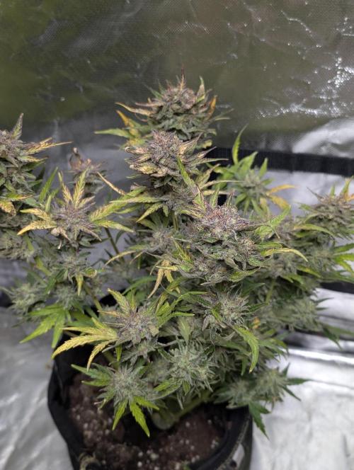 Melon Mosh Auto x4. Week 11